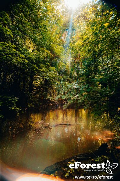 Crevedia eForest, Padurea Luceanca,