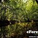 Crevedia eForest, Padurea Luceanca,