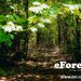 Crevedia eForest, Padurea Luceanca,